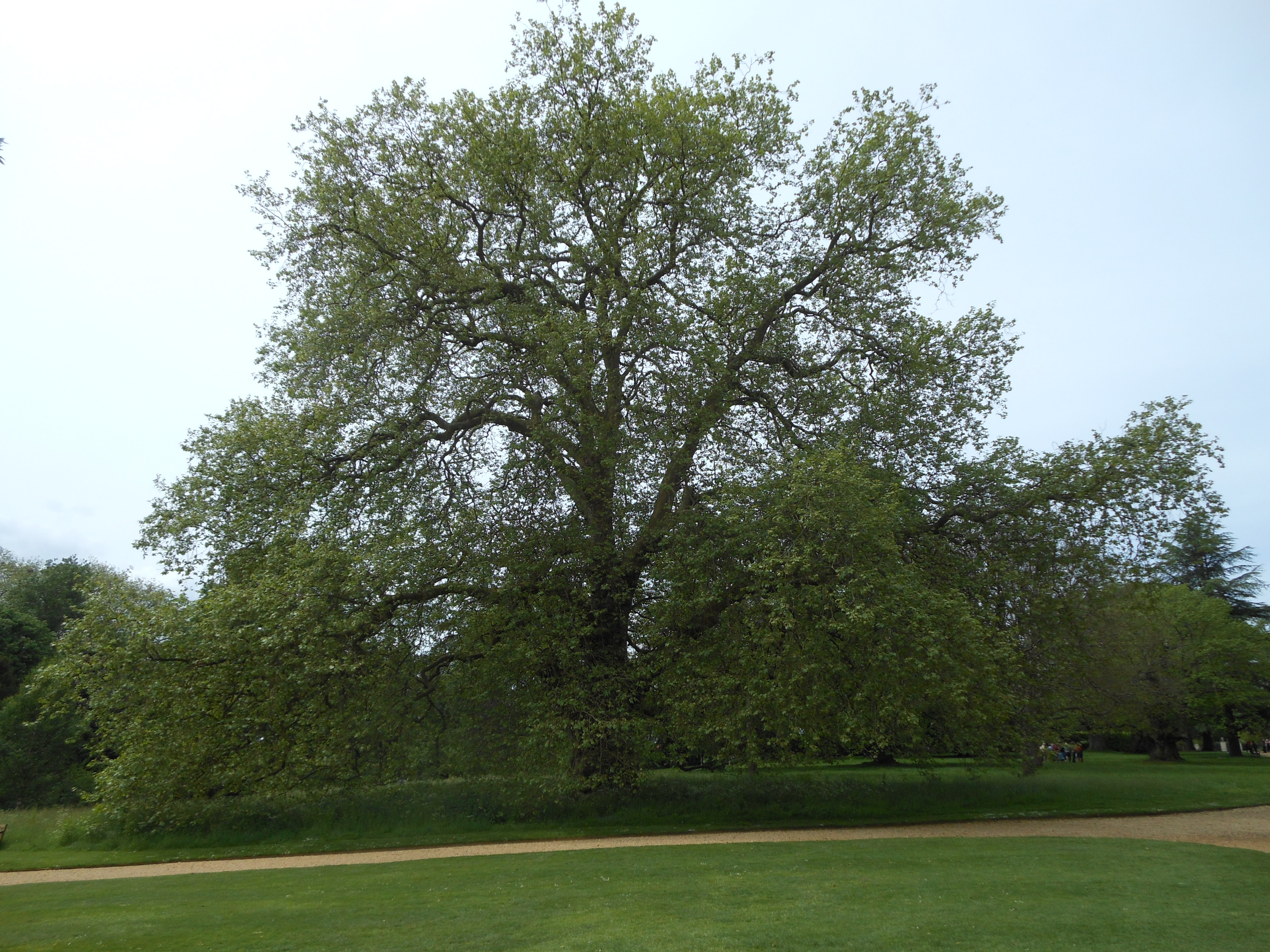Well Dressings Bakewell